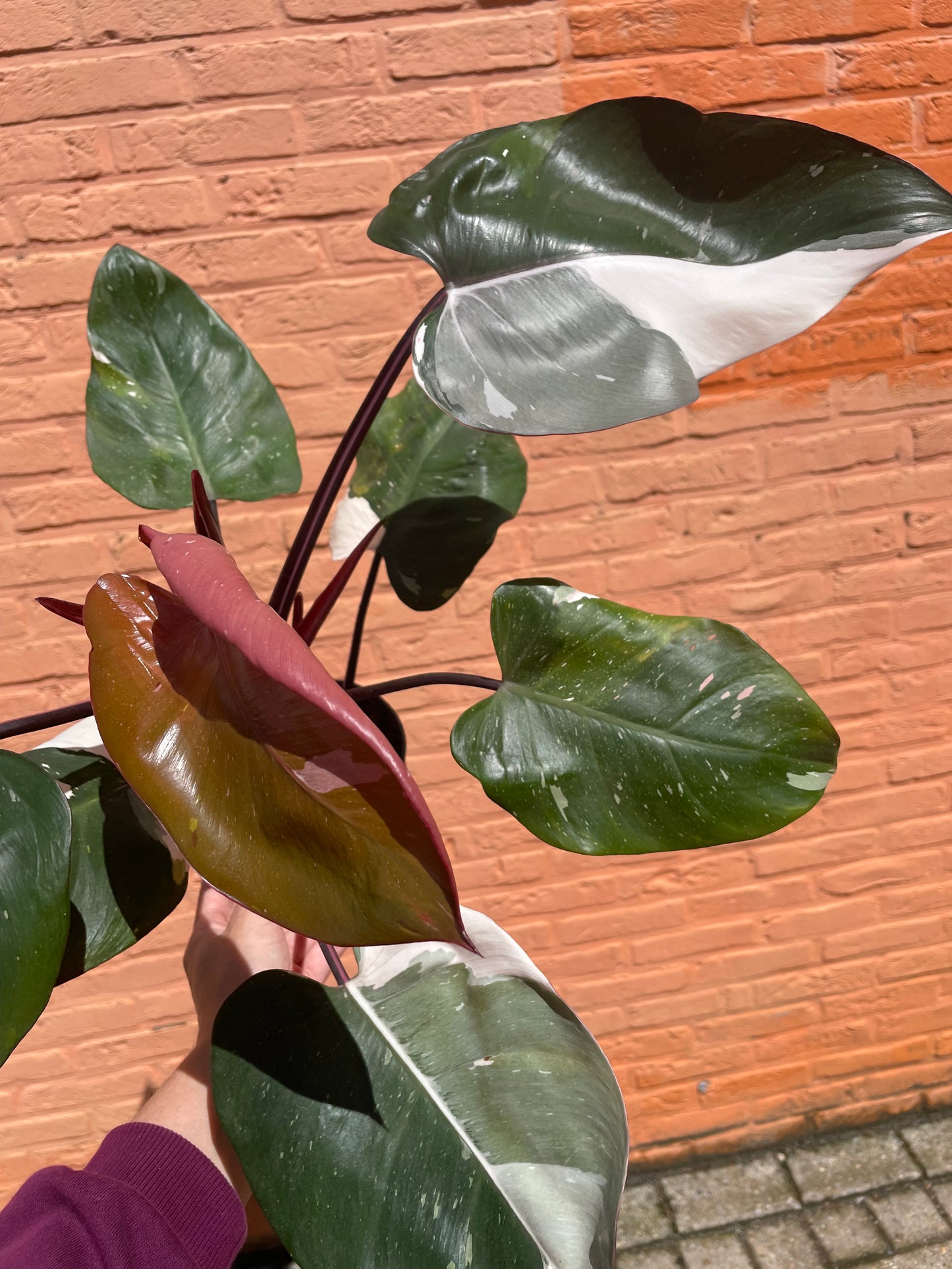 Philodendron "red anderson"