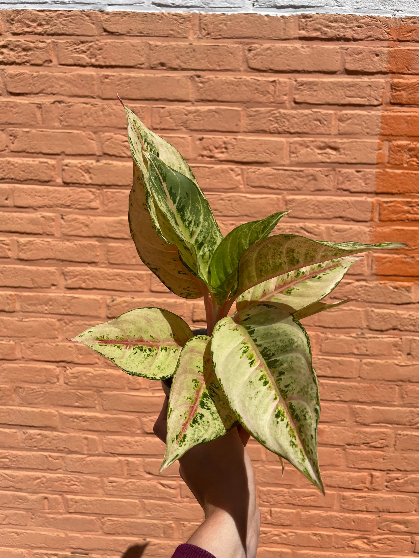 Aglaonema "chartreuse pretty"