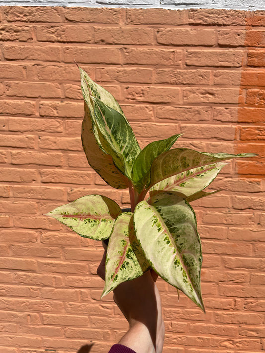 Aglaonema "chartreuse pretty"