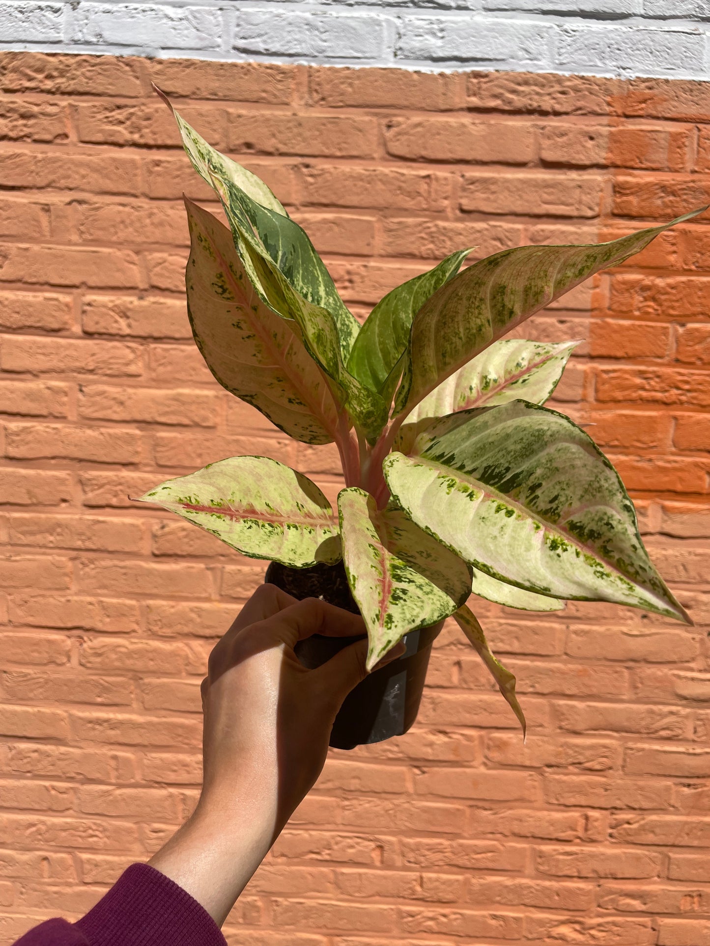 Aglaonema "chartreuse pretty"
