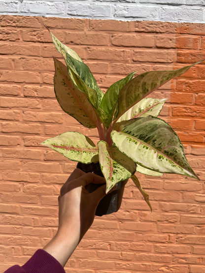 Aglaonema "chartreuse pretty"