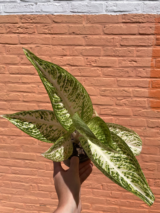 Aglaonema "polar springtime"