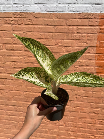 Aglaonema "polar springtime"