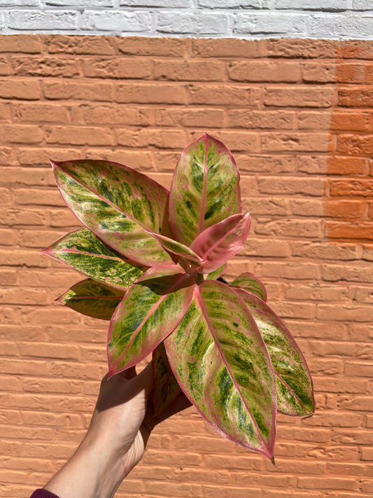 Aglaonema "salmon fantasy"