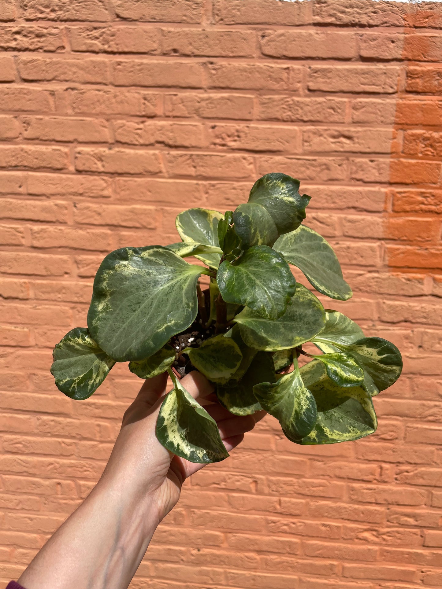 Peperomia golden gate