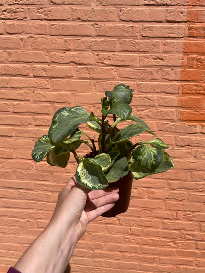 Peperomia golden gate