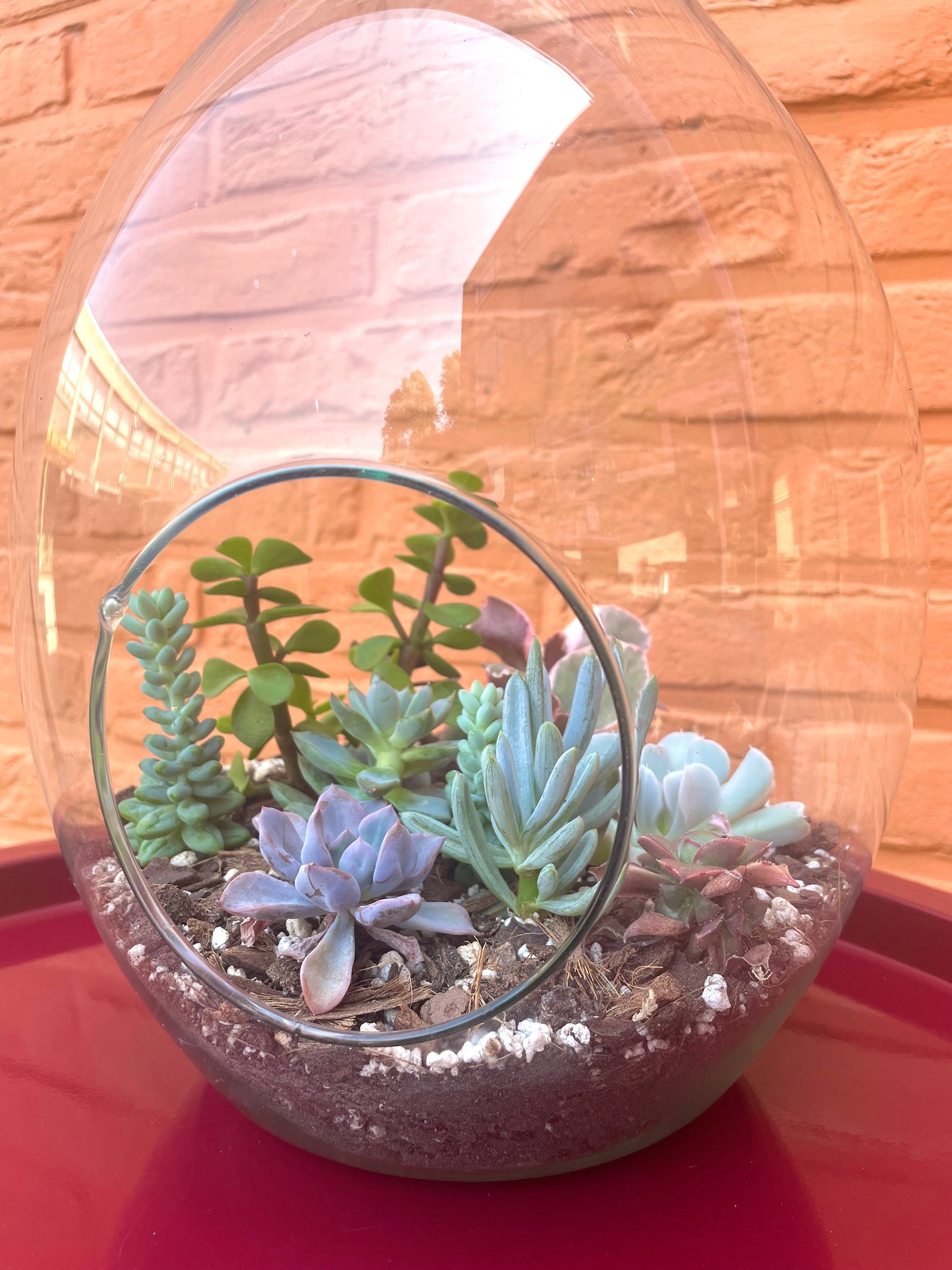 Terrarium met vetplantjes