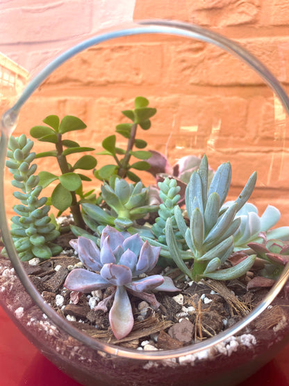 Terrarium met vetplantjes