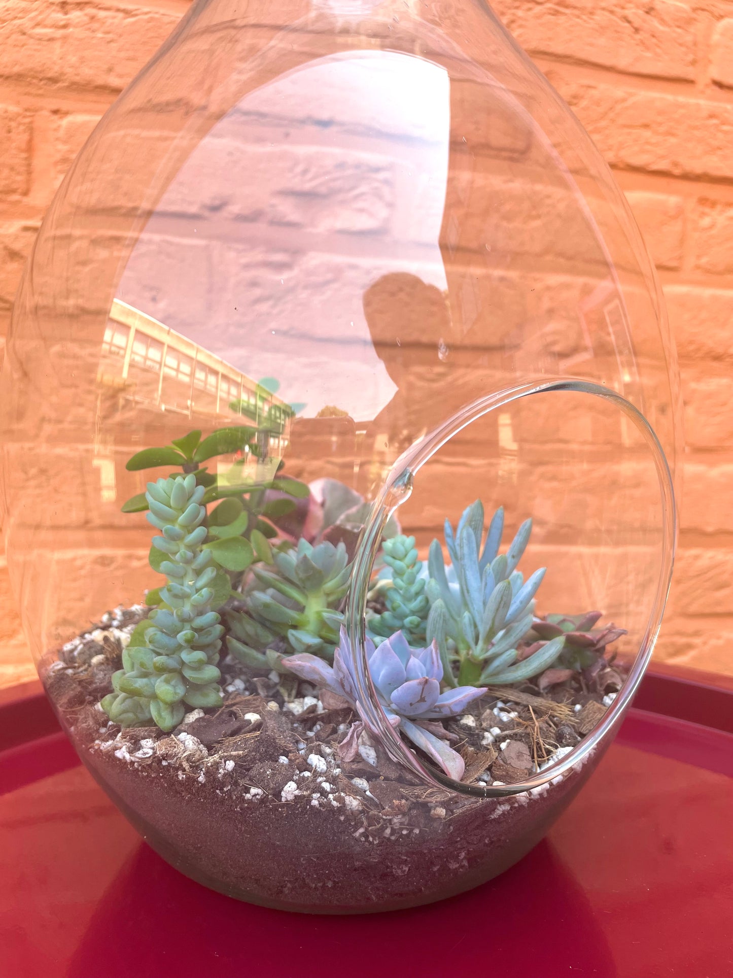 Terrarium met vetplantjes