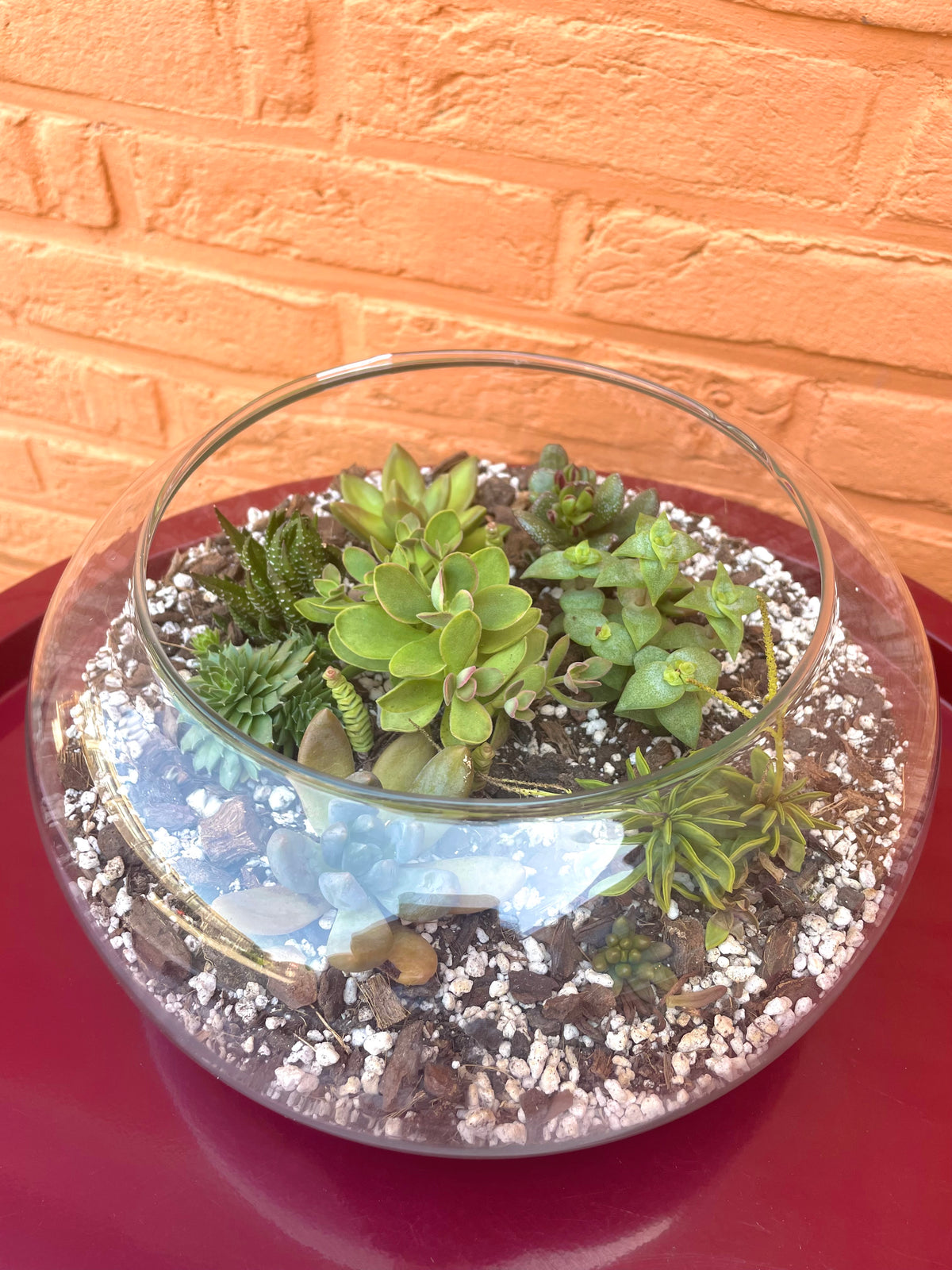 Terrarium met vetplantjes