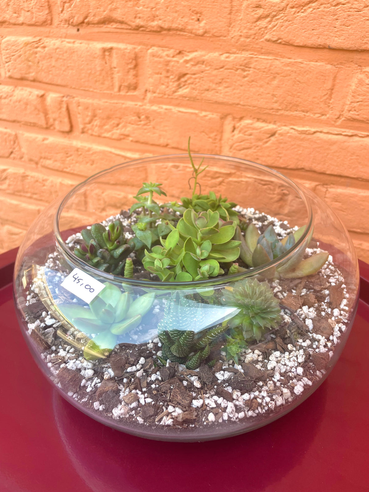 Terrarium met vetplantjes