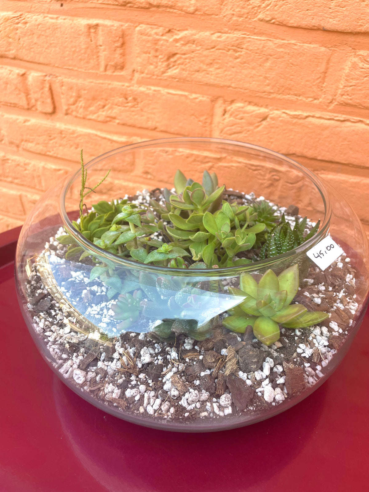 Terrarium met vetplantjes