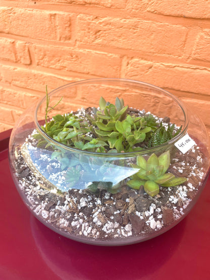 Terrarium met vetplantjes
