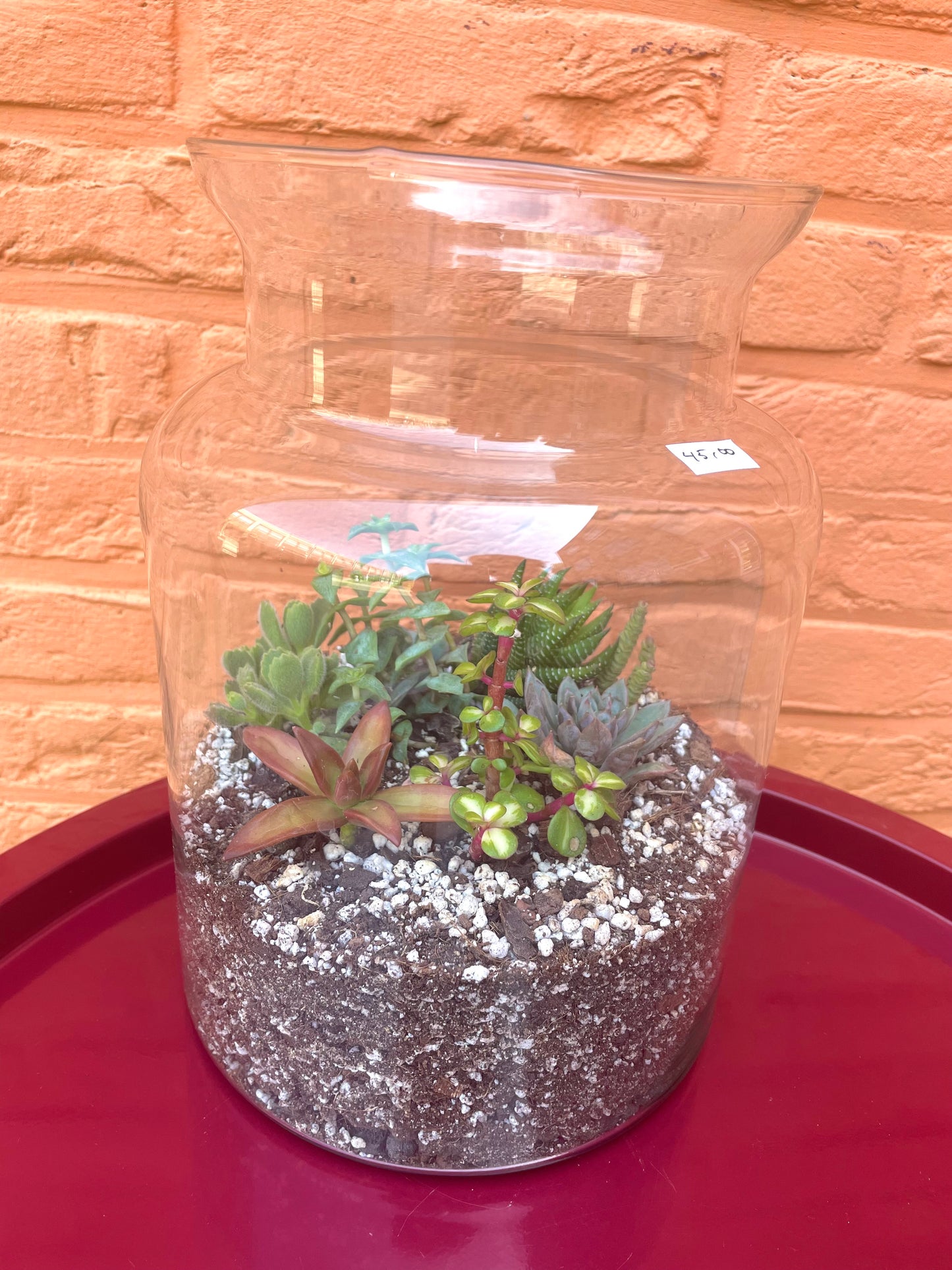 Terrarium met vetplantjes