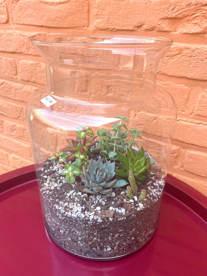 Terrarium met vetplantjes