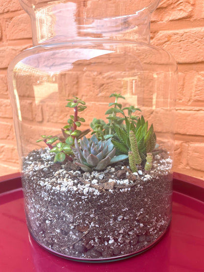 Terrarium met vetplantjes