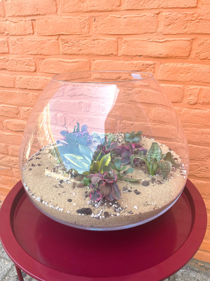 Terrarium met vetplantjes