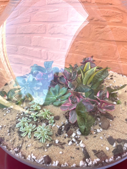 Terrarium met vetplantjes