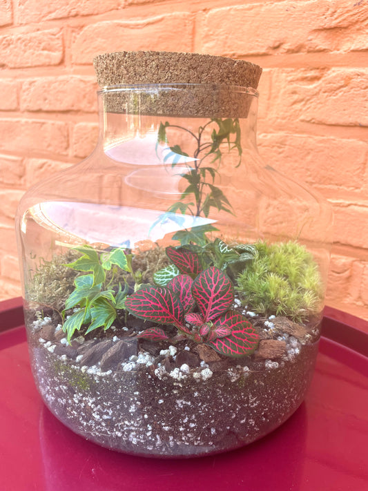 Terrarium/gesloten ecosysteem
