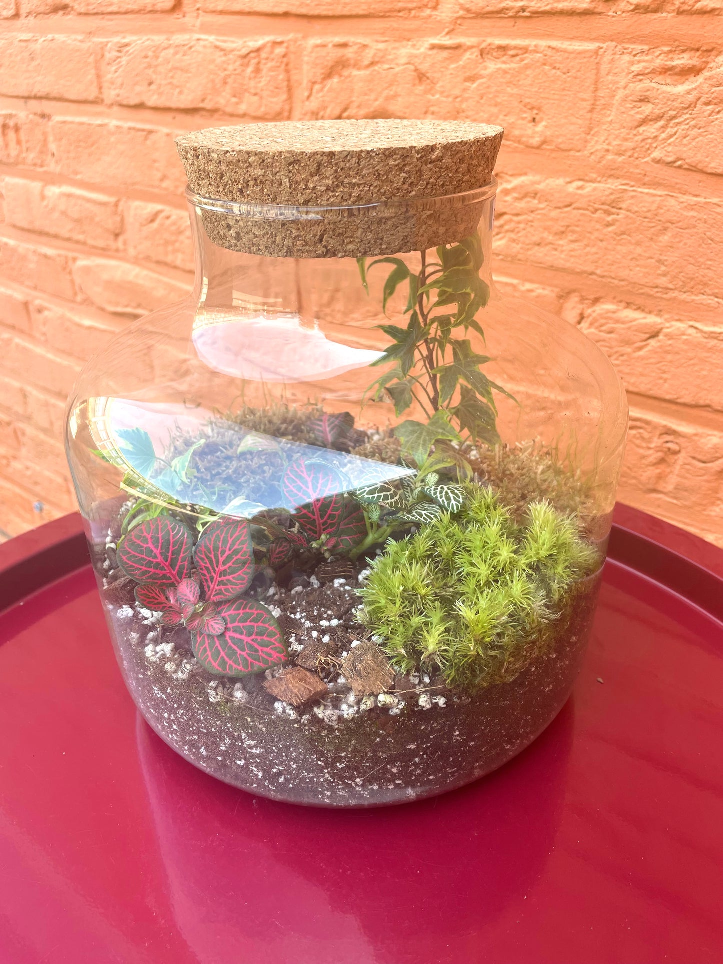 Terrarium/gesloten ecosysteem