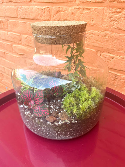Terrarium/gesloten ecosysteem
