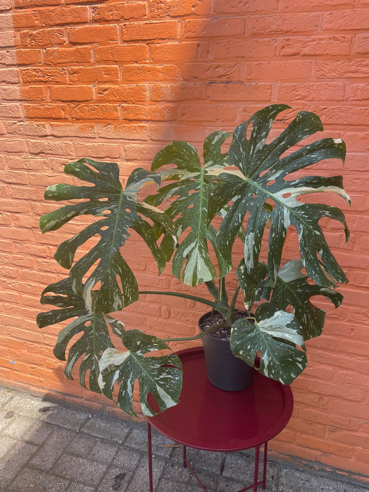 Monstera "thai constellation" XXL