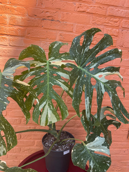 Monstera "thai constellation" XXL