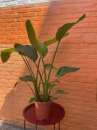 Strelitzia "nicolai"