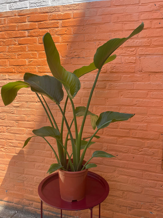 Strelitzia "nicolai"