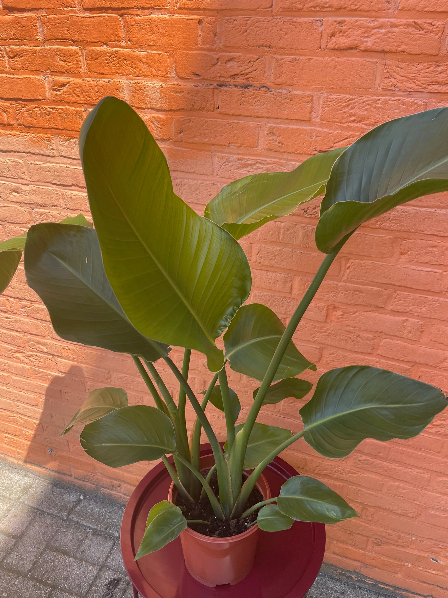 Strelitzia "nicolai"