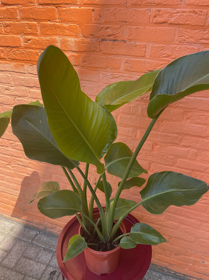 Strelitzia "nicolai"