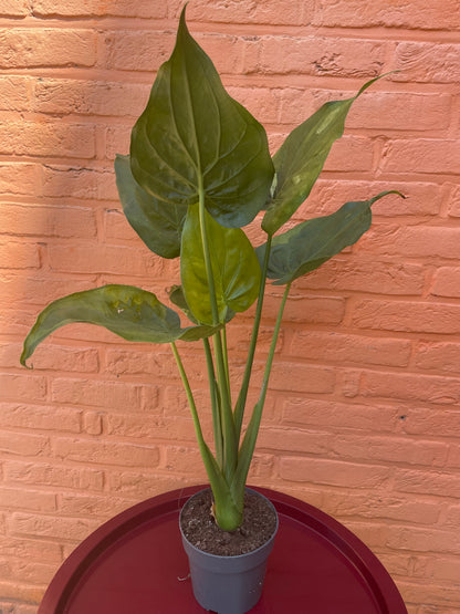 Alocasia "cucullata variegata"
