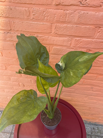 Alocasia "cucullata variegata"