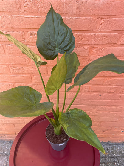 Alocasia "cucullata variegata"