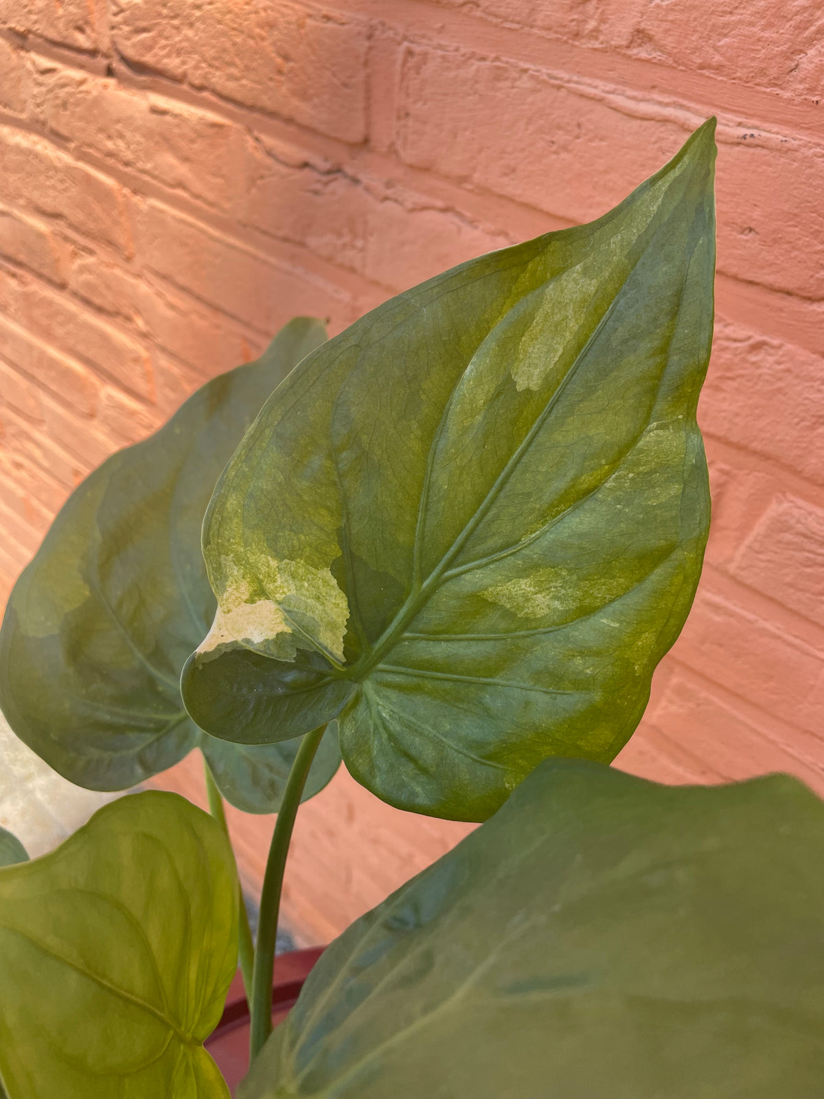 Alocasia "cucullata variegata"