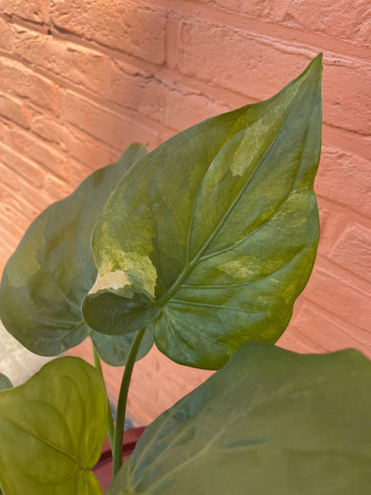 Alocasia "cucullata variegata"
