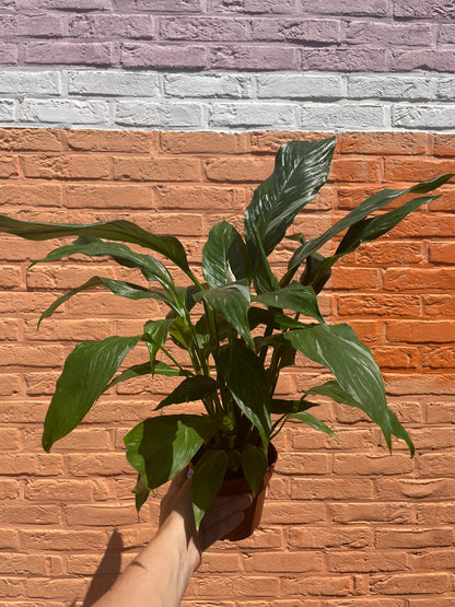 Spathiphyllum"diamond"