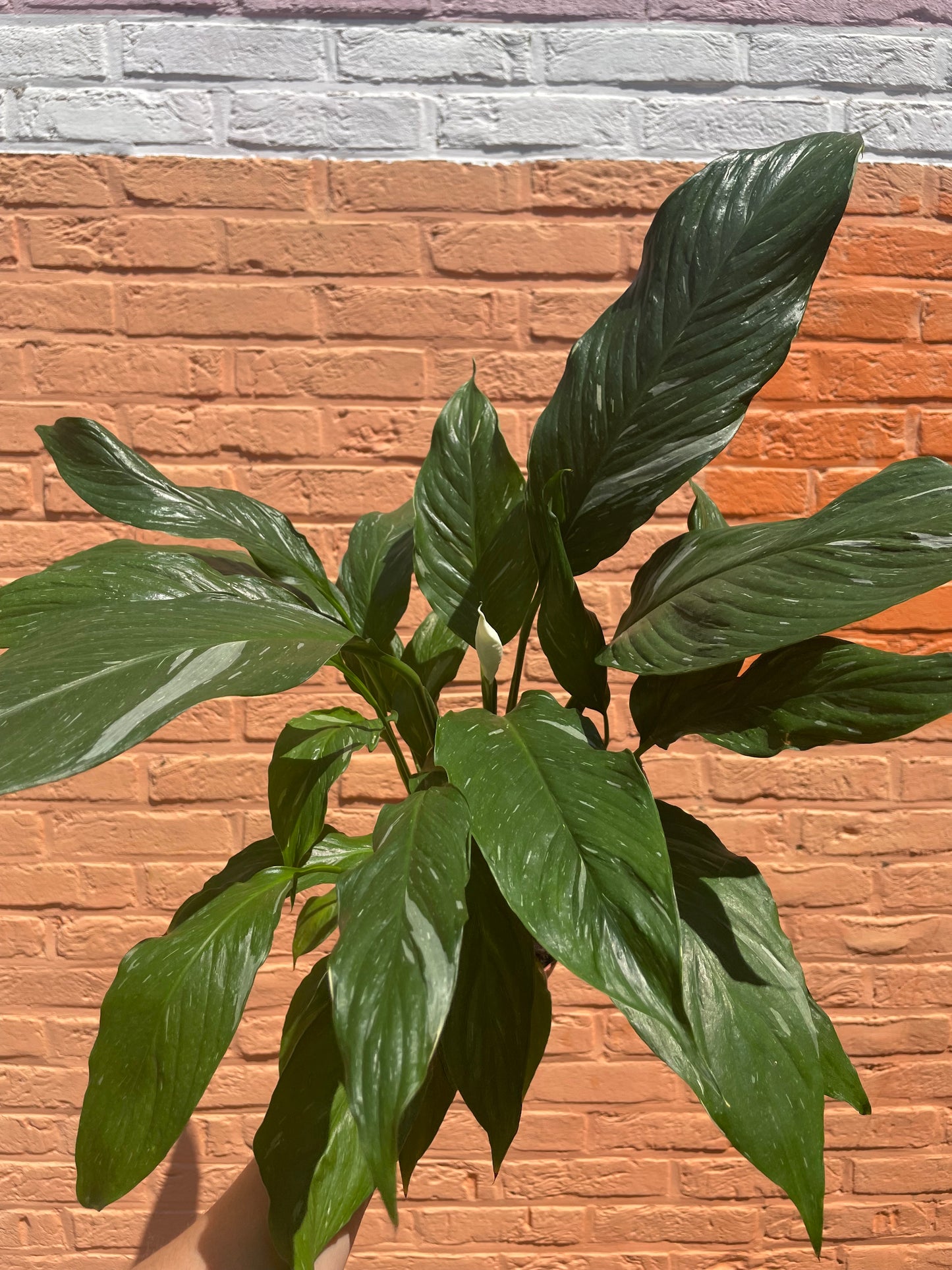 Spathiphyllum"diamond"