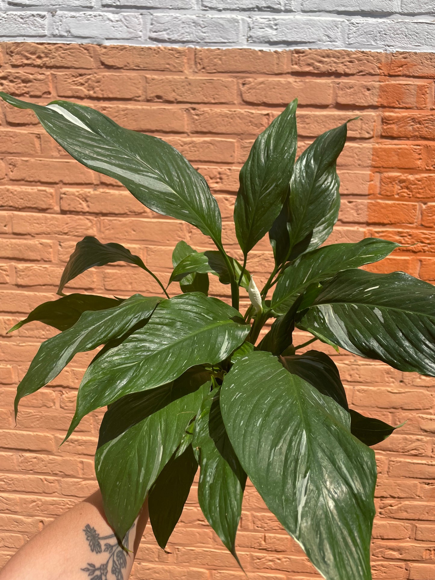 Spathiphyllum"diamond"