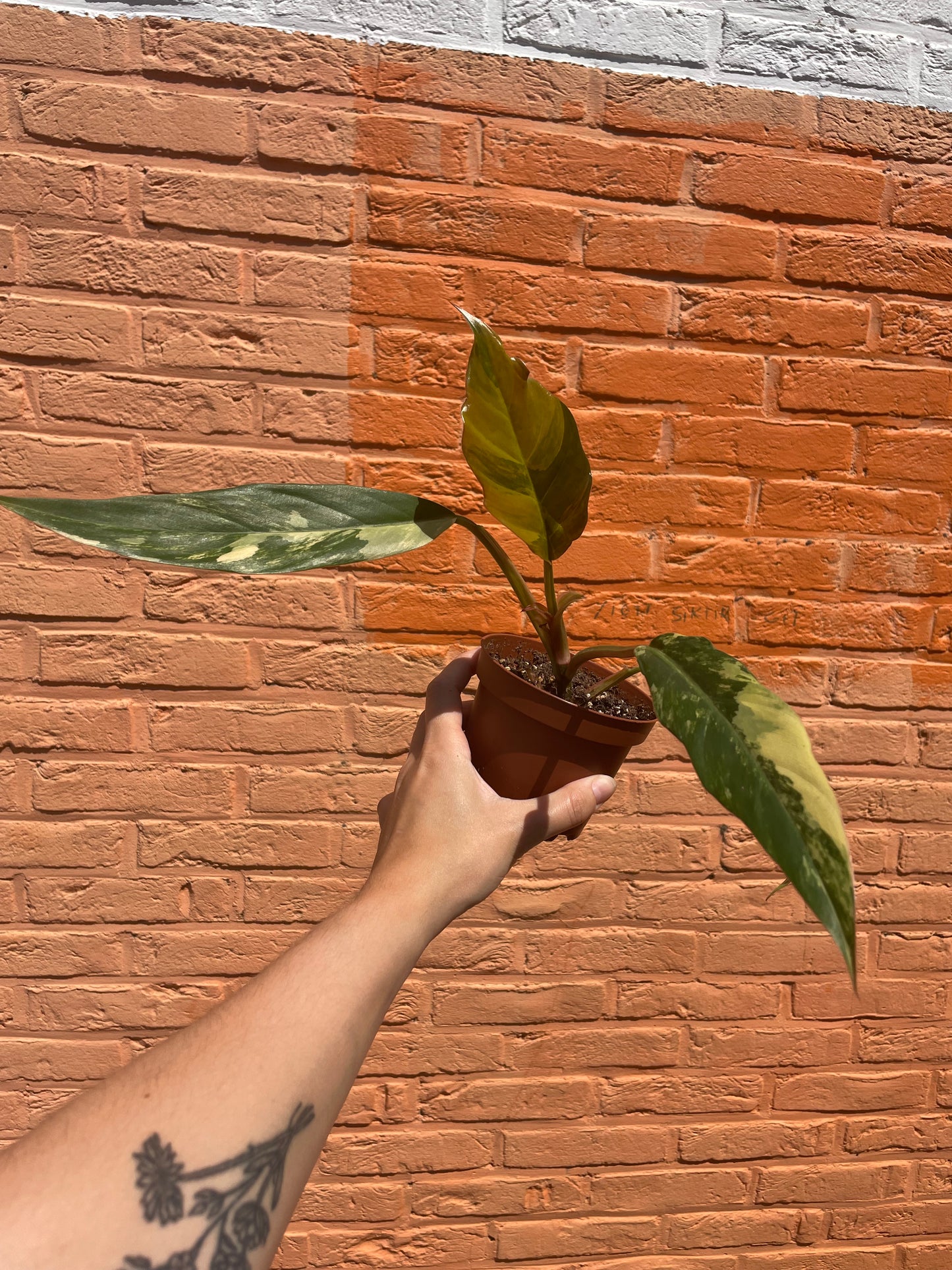 Philodendron "caramel marble"