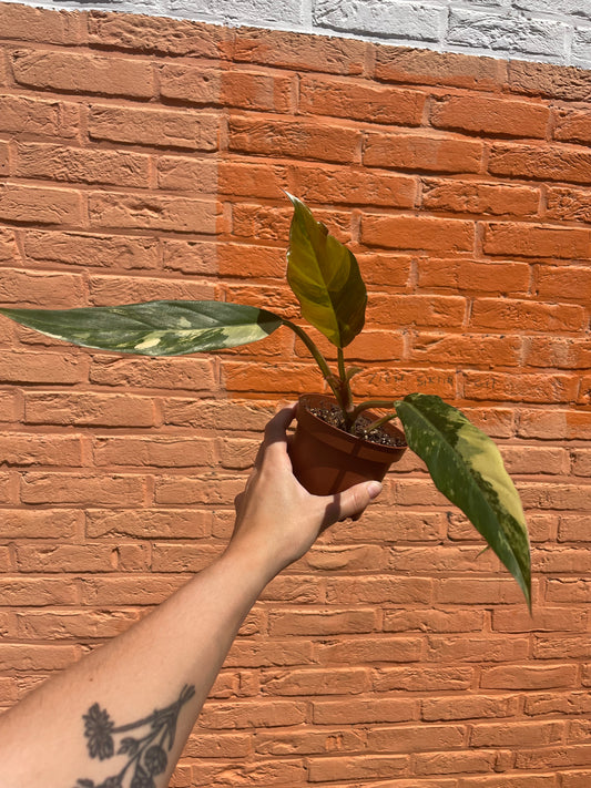 Philodendron "caramel marble"