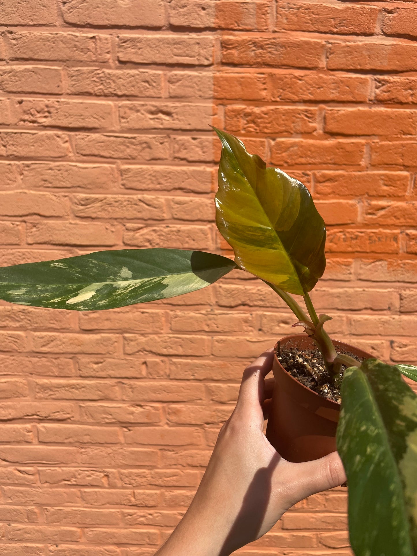 Philodendron "caramel marble"
