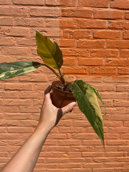 Philodendron "caramel marble"