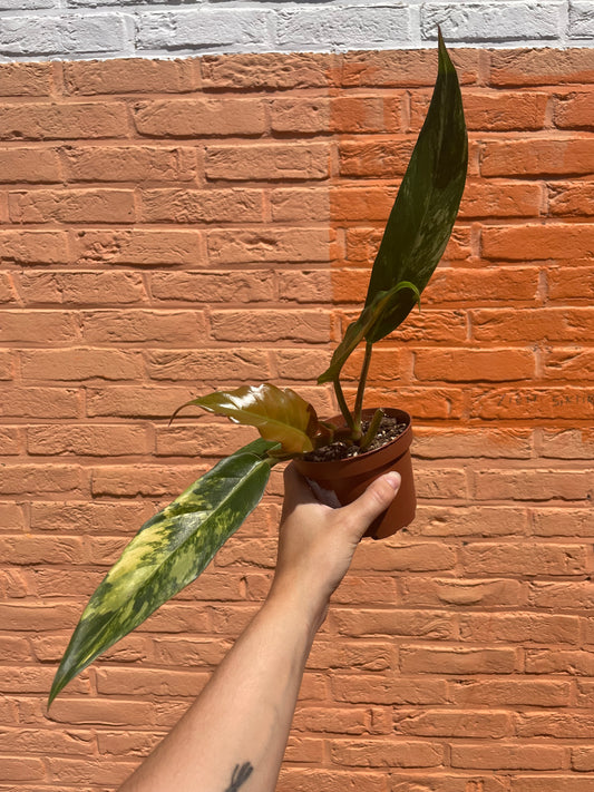 Philodendron "caramel marble"