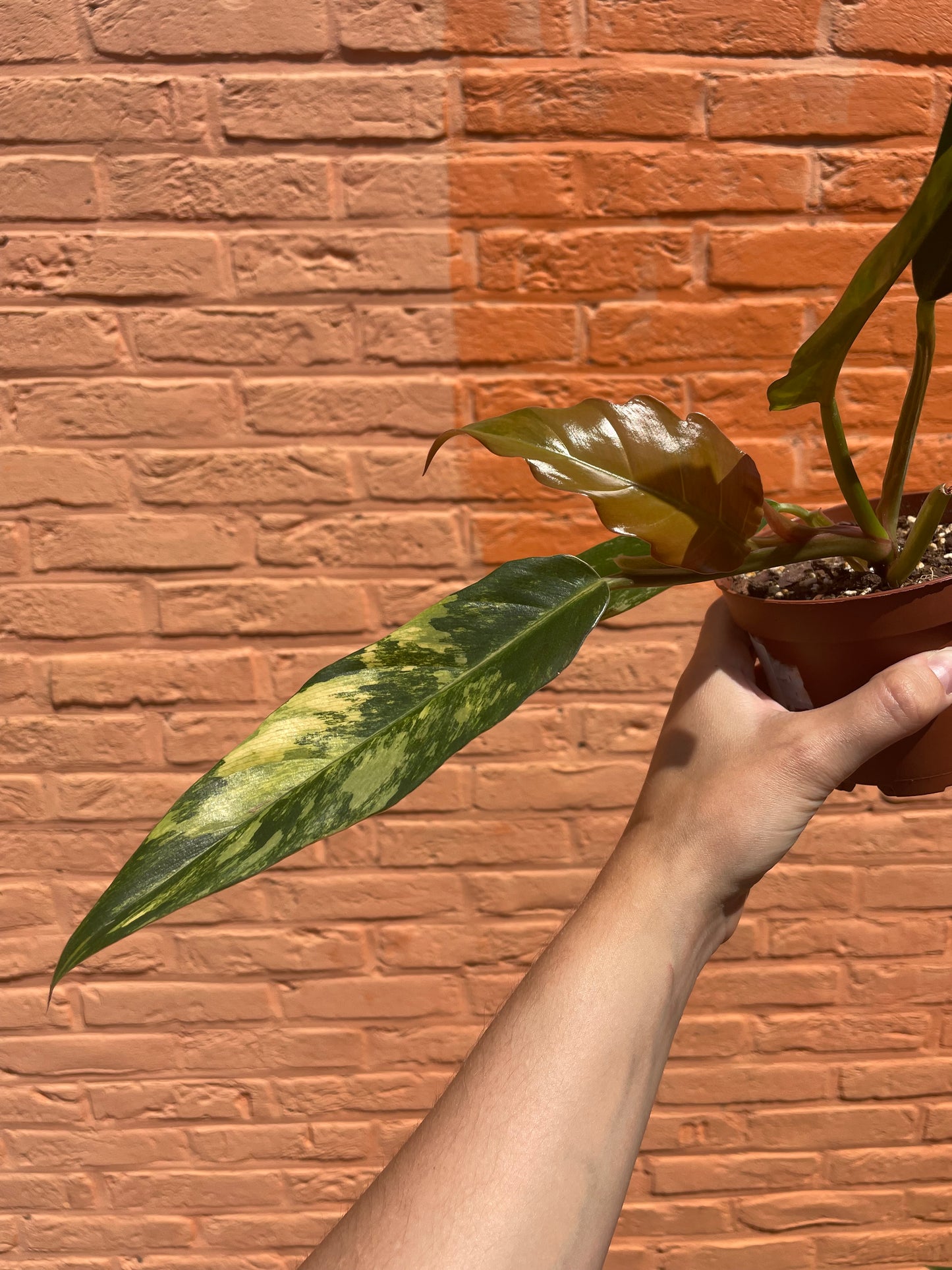 Philodendron "caramel marble"