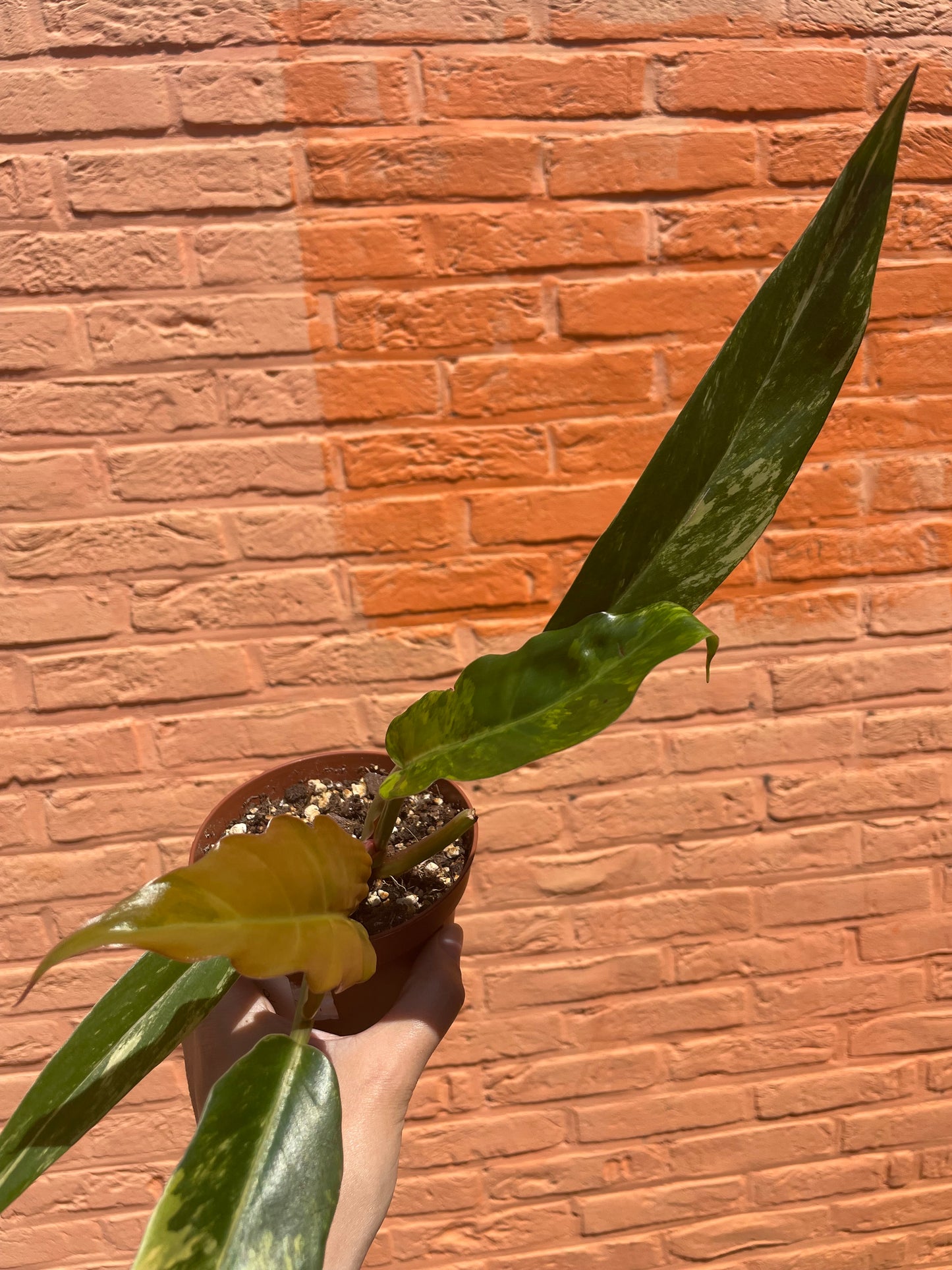 Philodendron "caramel marble"