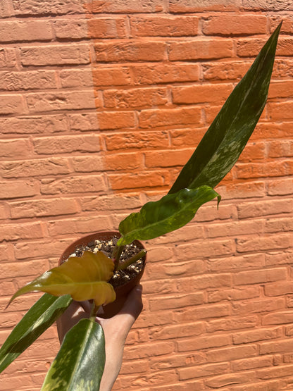 Philodendron "caramel marble"