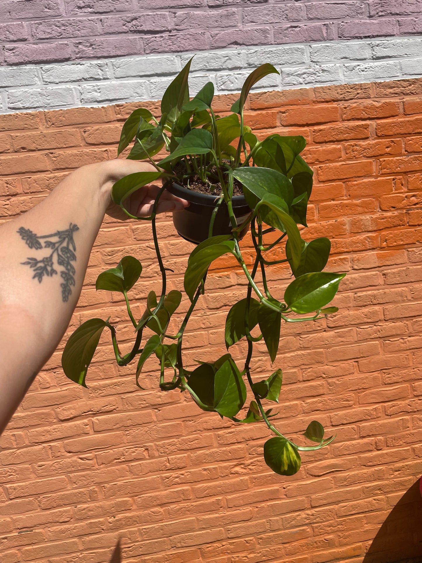 Epipremnum "aureum" (golden pothos)