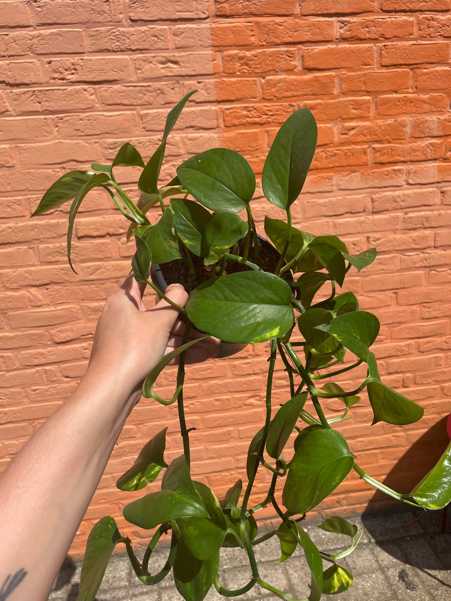 Epipremnum "aureum" (golden pothos)