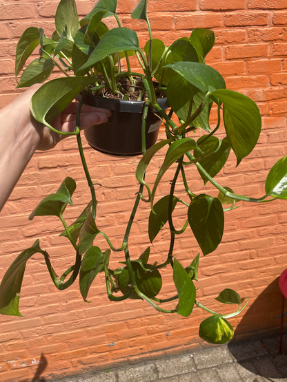 Epipremnum "aureum" (golden pothos)